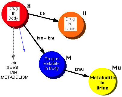 Drug and Metabolite in Plasm and Urine