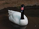 dscn3184.jpg