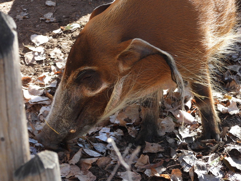 dscn2312.jpg