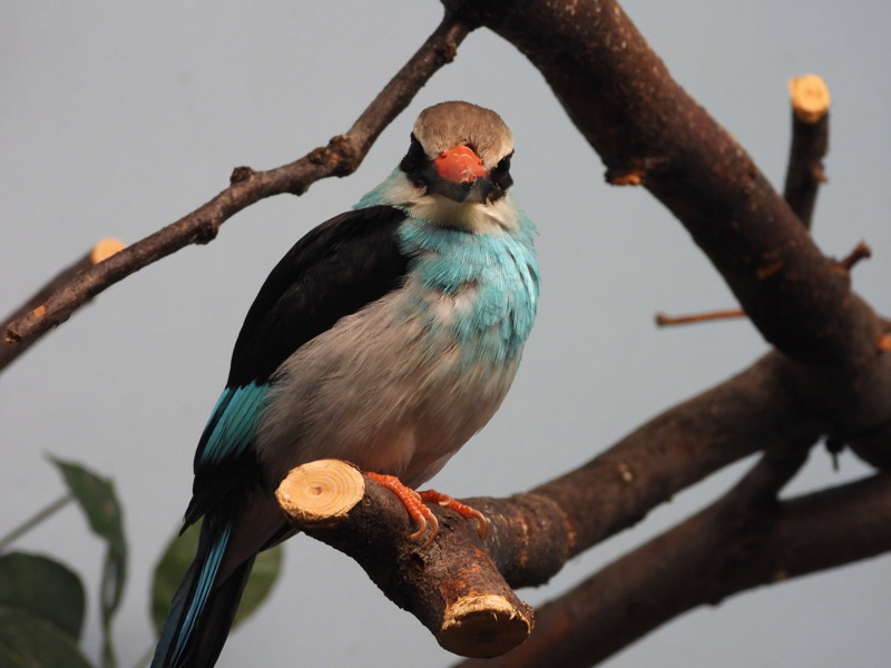dscn2390.jpg
