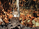 dscn2337.jpg