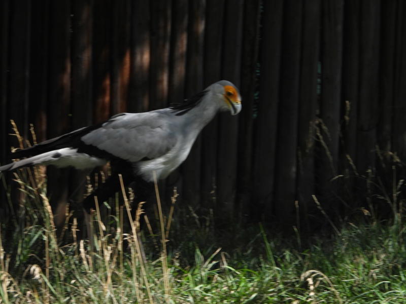 dscn0237.jpg