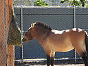 dscn0229.jpg