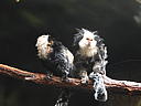 dscn0339.jpg