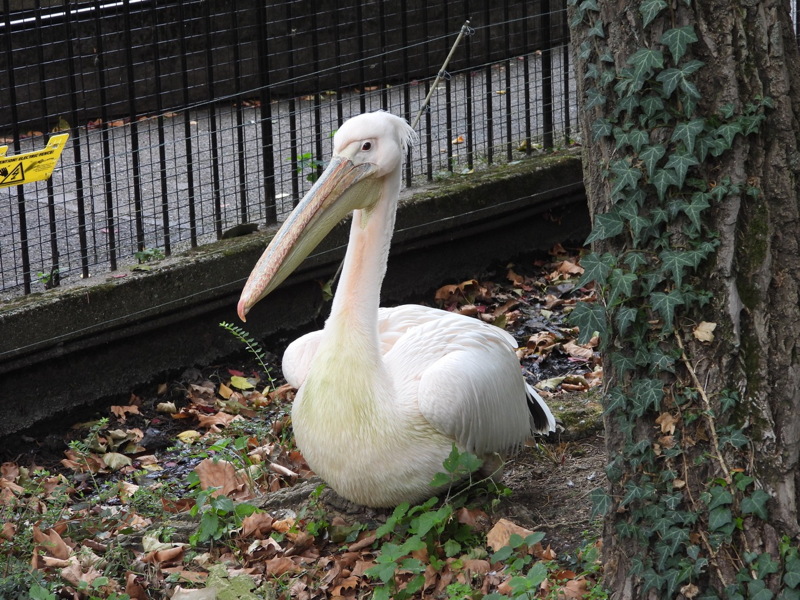 dscn1086.jpg