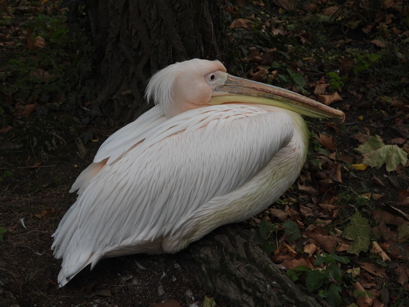 dscn1087.jpg