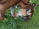 dscn1060.jpg