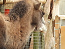 dscn1063.jpg